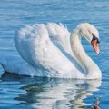 Swan Puns