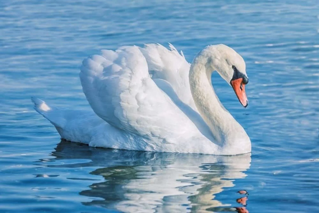 Swan Puns